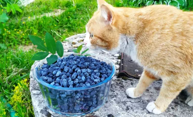 are blueberries safe for cats are blueberries safe for cats