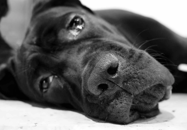 blood in dog stool causes blood in dog stool causes