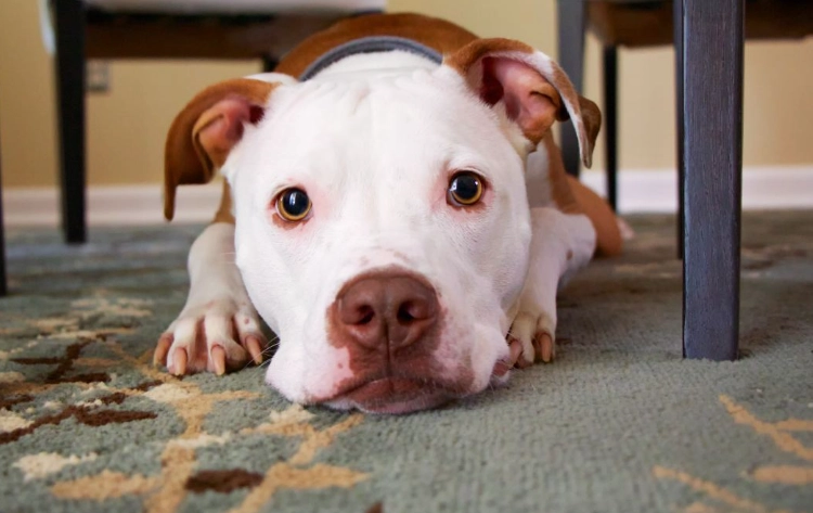 is blood in dog stool an emergency is blood in dog stool an emergency