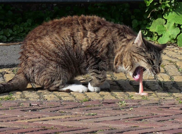 why is my cat throwing up