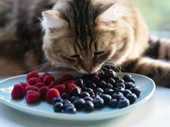 how to feed blueberries to cats how to feed blueberries to cats