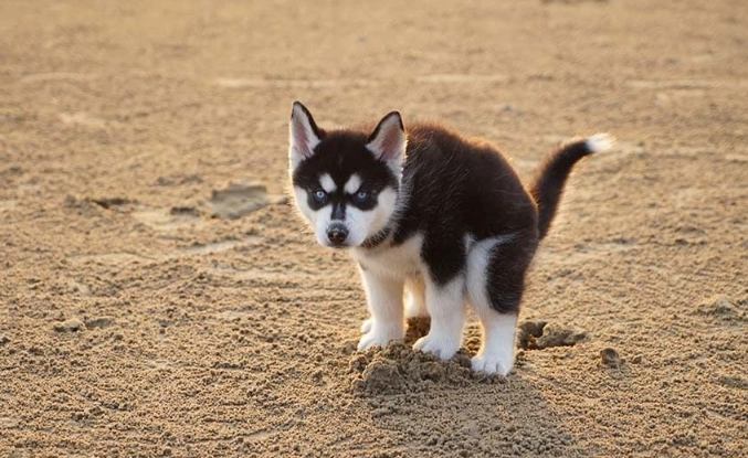 is blood in dog stool an emergency is blood in dog stool an emergency