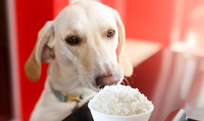 rice for dogs rice for dogs