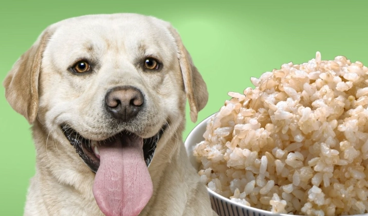 feeding rice to dogs feeding rice to dogs