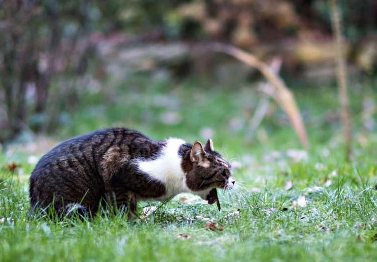 cat throwing up