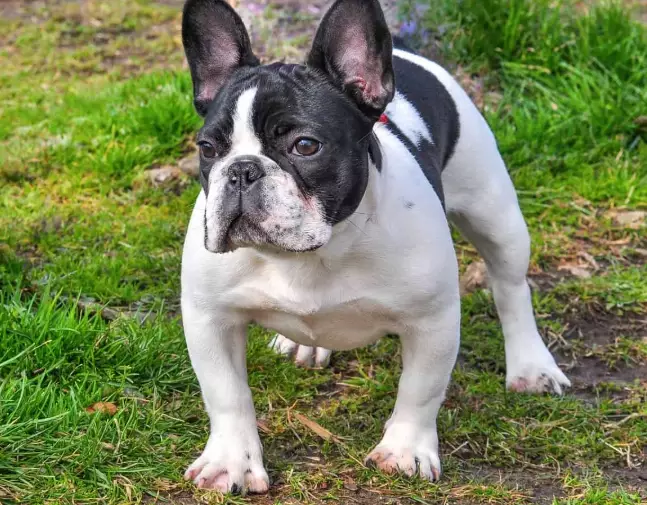 french bulldog care