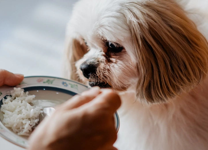 feeding rice to dogs feeding rice to dogs