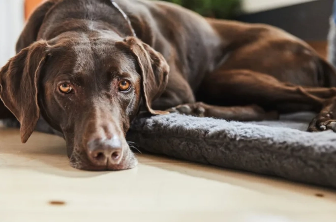 safe painkillers for dogs
