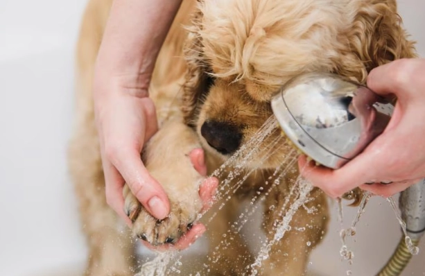 how to treat dog skin allergies