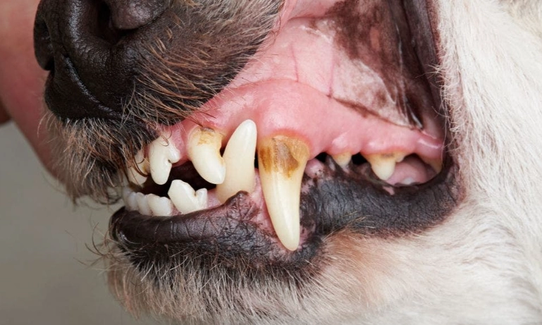 puppy teeth vs adult teeth