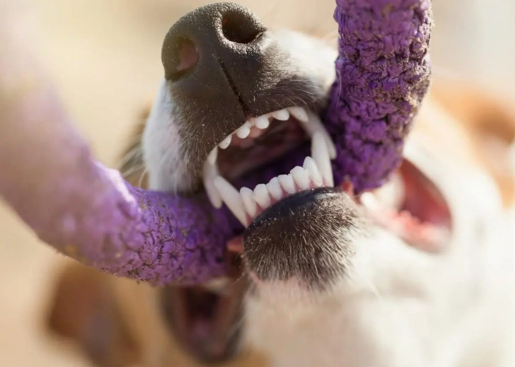 puppy teeth vs adult teeth