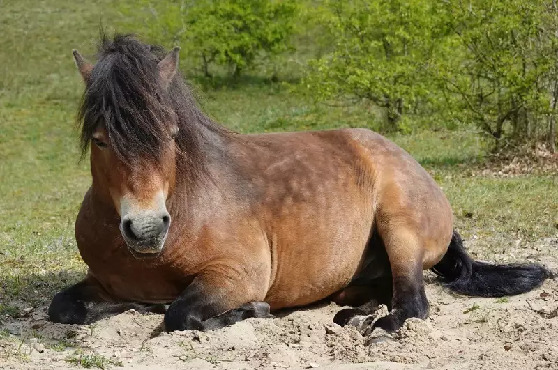 horse weight by breed