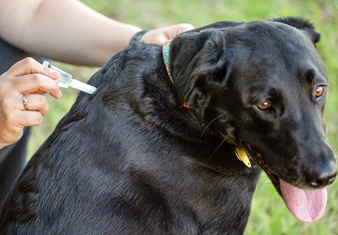 dog allergy relief at home