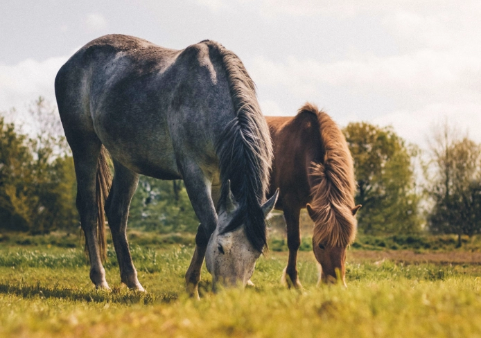 horse weight average