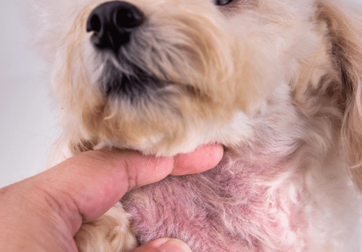 natural remedies for dog allergies