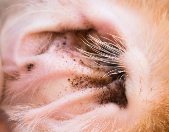 ear lice in dogs