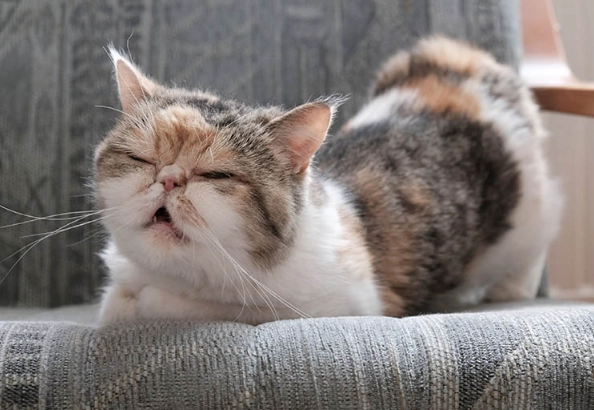 how often do cats go into heat