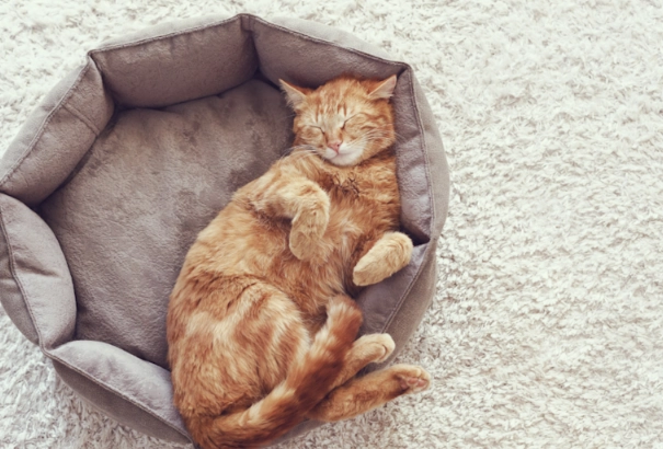 cat nocturnal behavior