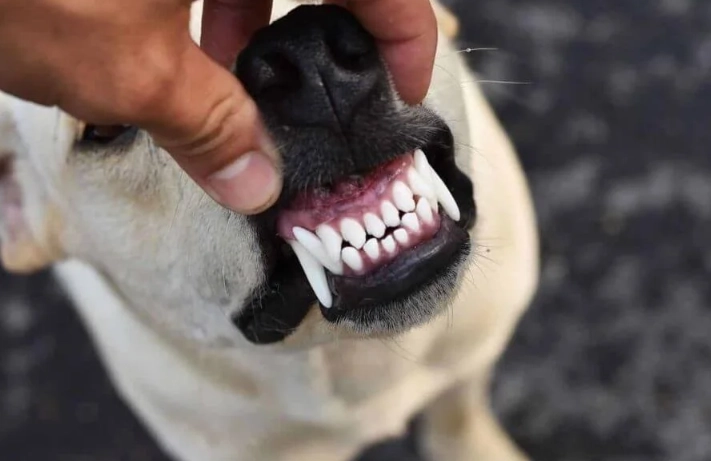 canine dental care