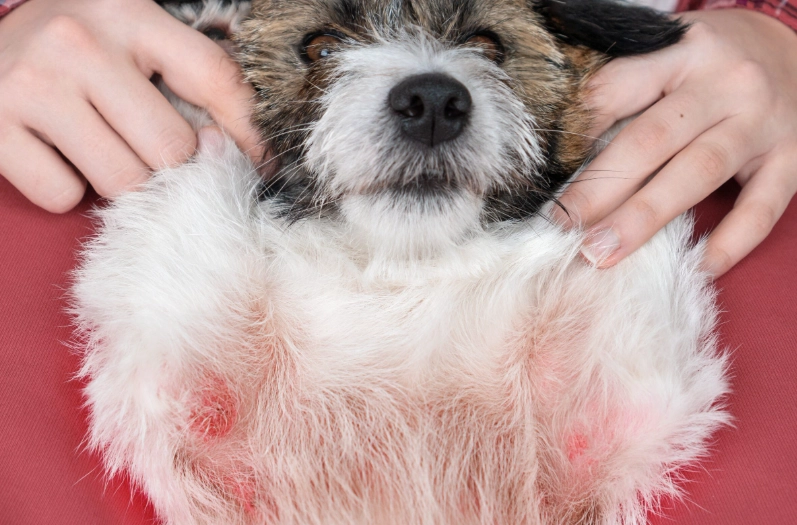 allergy dog remedies