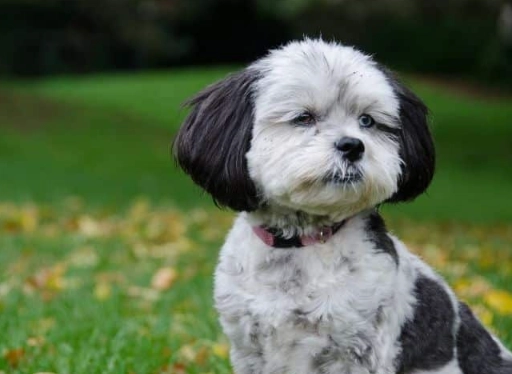 shih poo