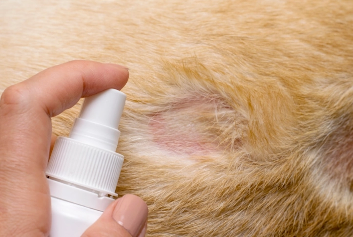 how to treat dog skin allergies