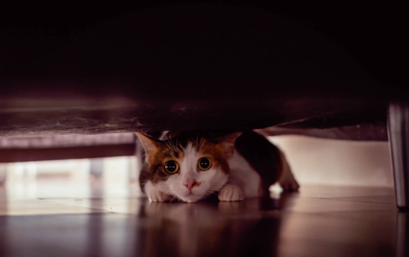 cats nighttime activity