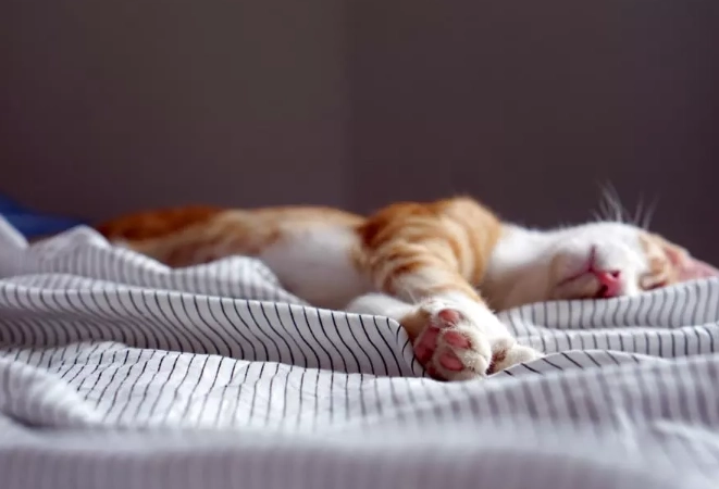 cat sleep meanings cat sleep meanings