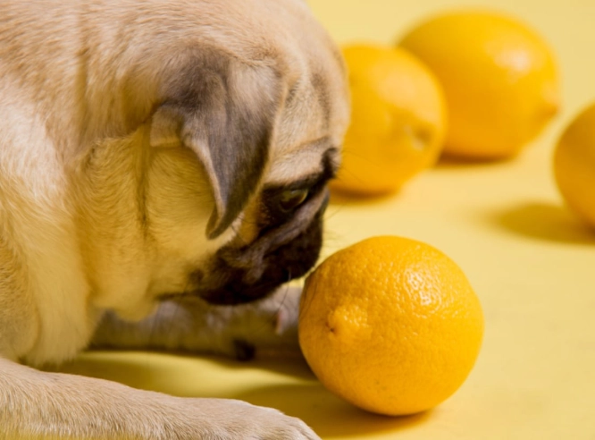 are lemons bad for dogs are lemons bad for dogs