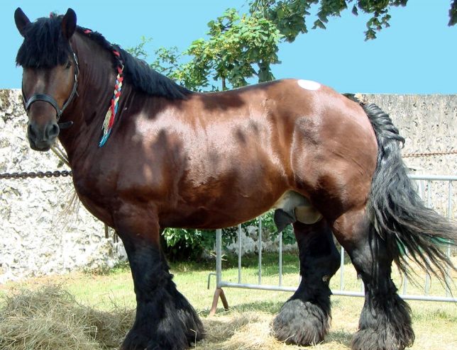 draft horse breeds