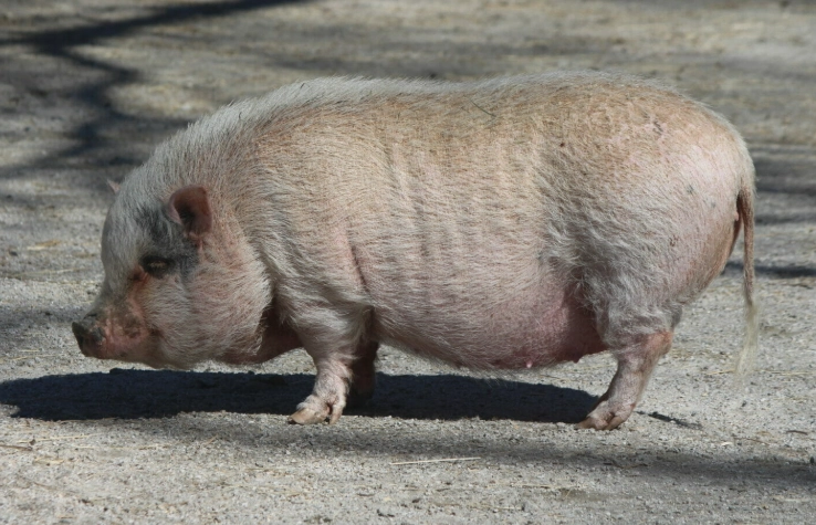 pot belly pig