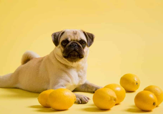 dog eating lemon dog eating lemon