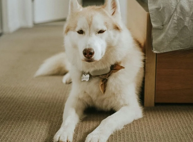 dog eating lemon dog eating lemon