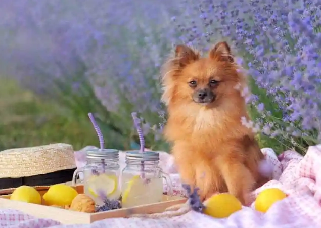 are lemons bad for dogs are lemons bad for dogs