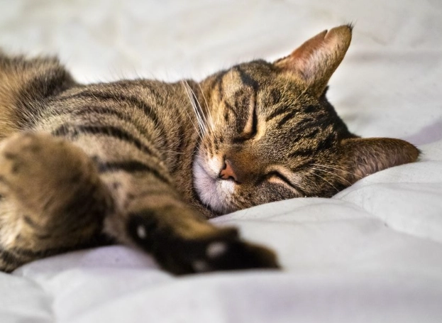 cat sleeping habits cat sleeping habits