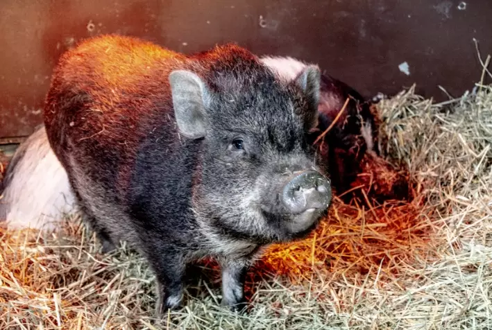 pot belly pig lifespan