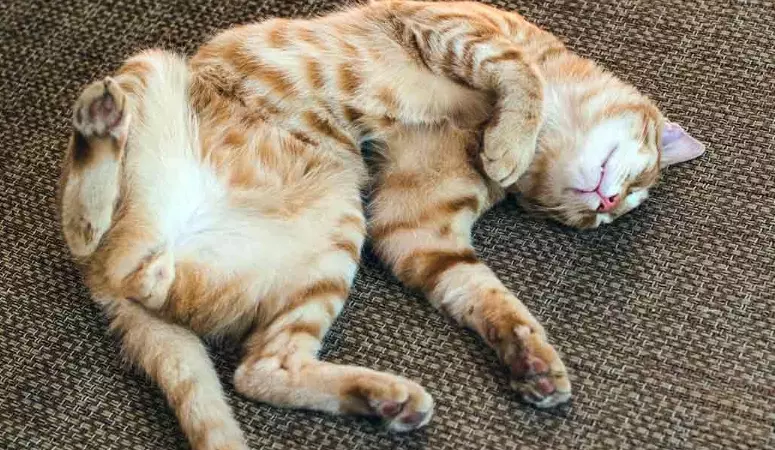 cat sleeping habits cat sleeping habits