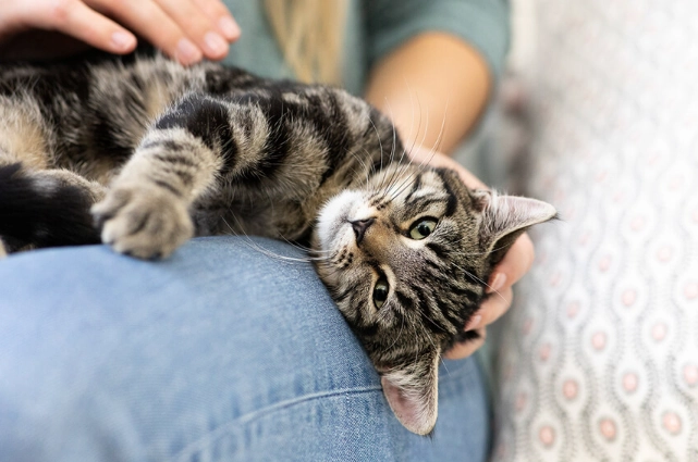 cat making biscuits meaning