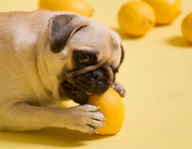 are lemons bad for dogs are lemons bad for dogs