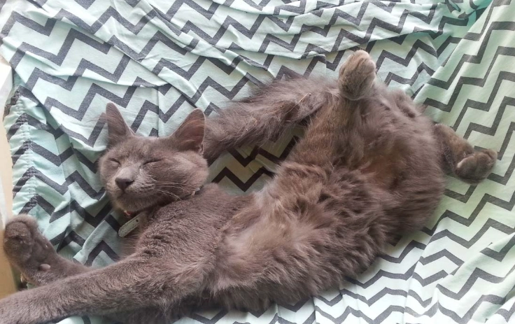 cat sleep meanings cat sleep meanings