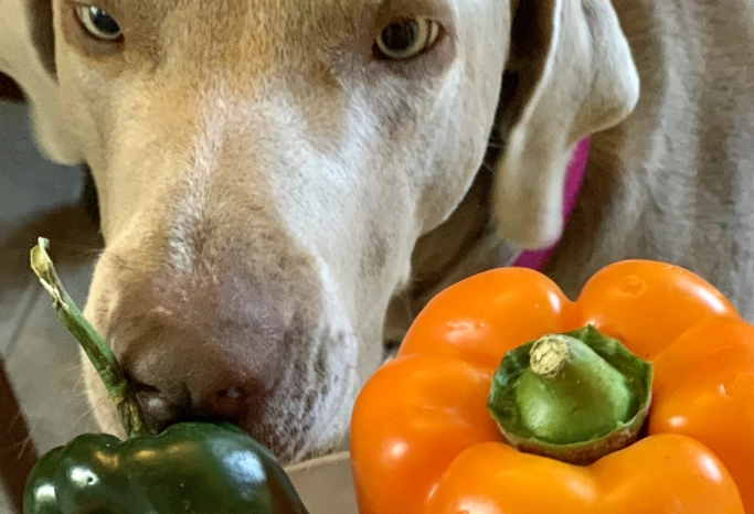 green peppers for dogs