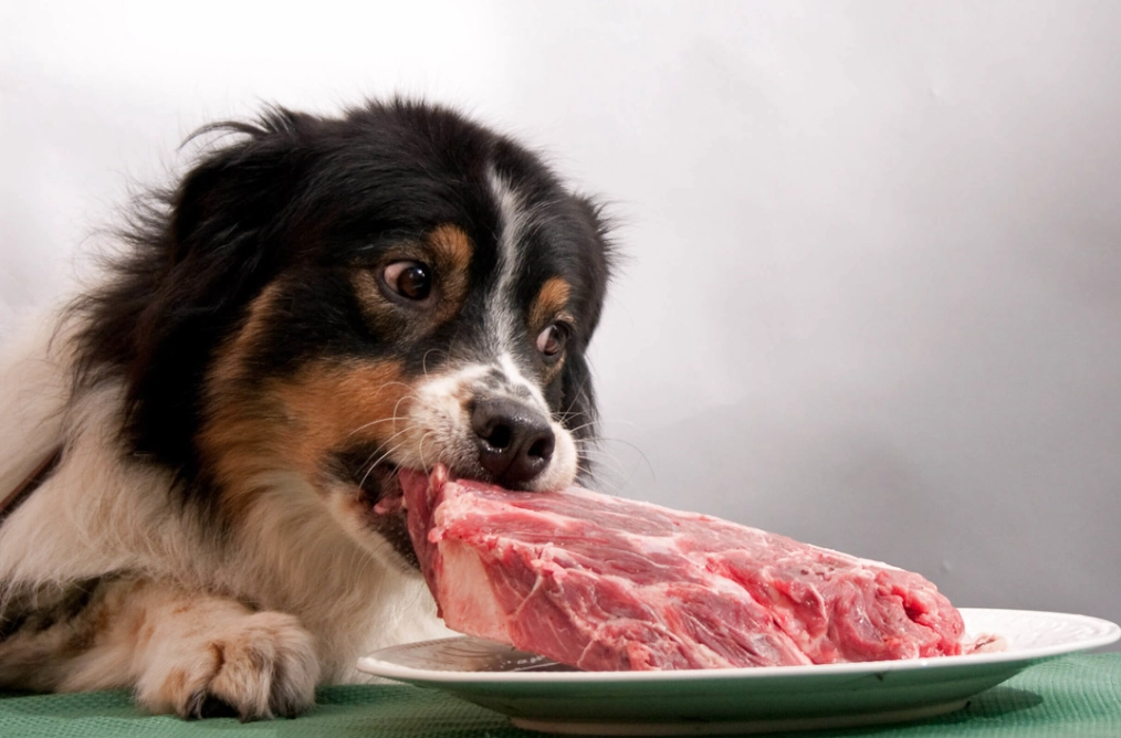 can dogs eat raw meat