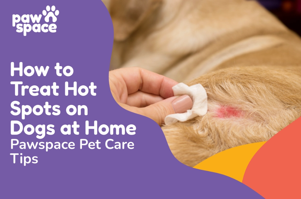 dog hot spot treatment dog hot spot treatment