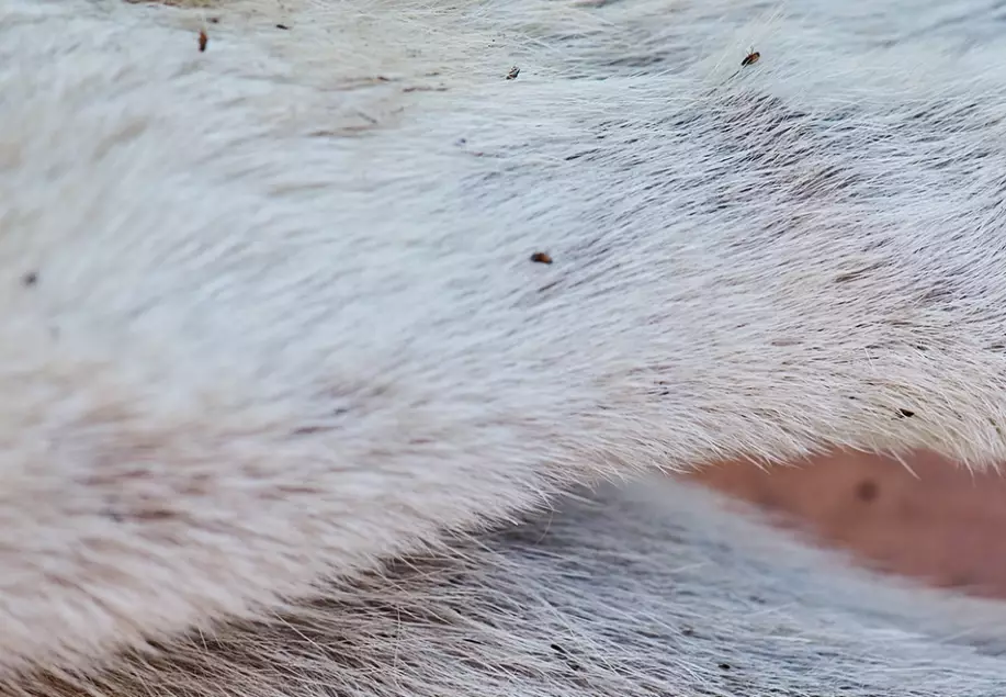 flea prevention for dogs