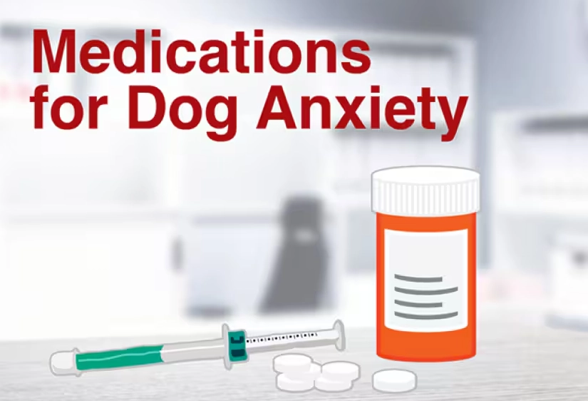 dog anxiety treatment dog anxiety treatment