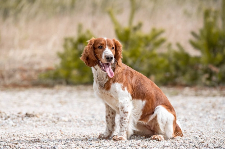 spaniel dog training