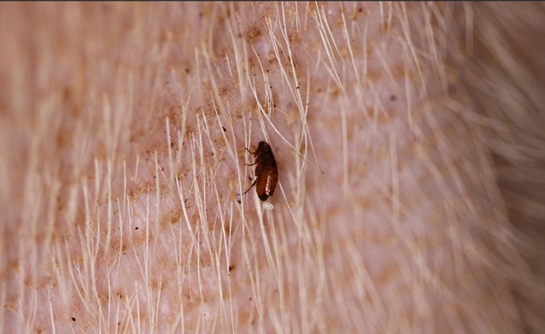 dog flea