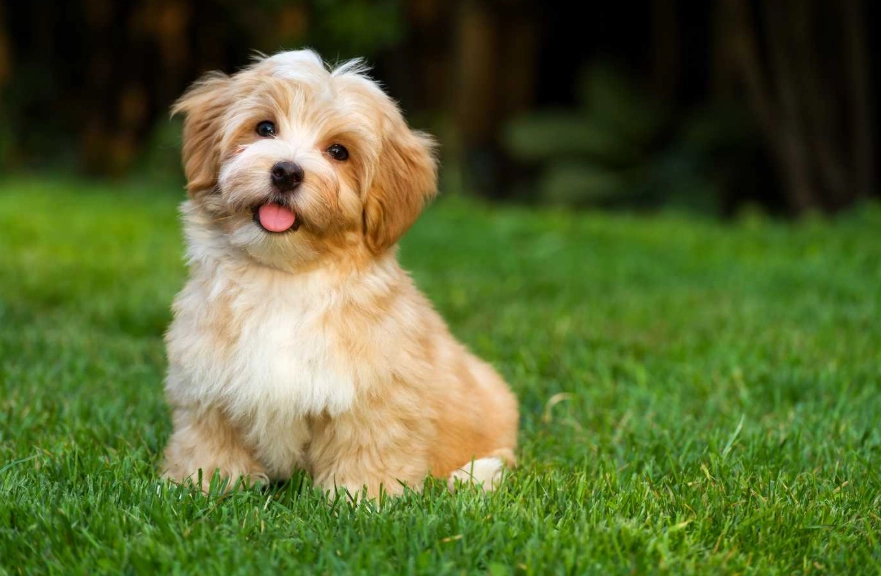 Havanese temperament