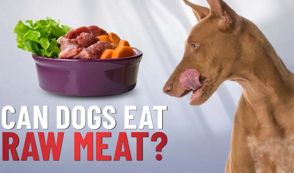 risks of raw dog diet