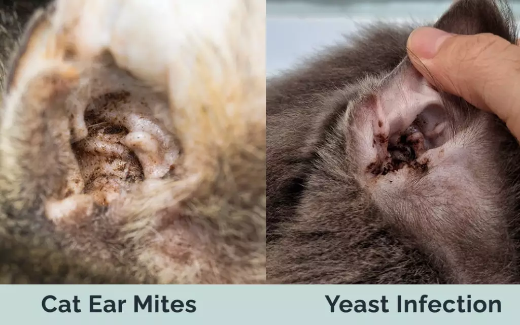 cat ear infection treatment